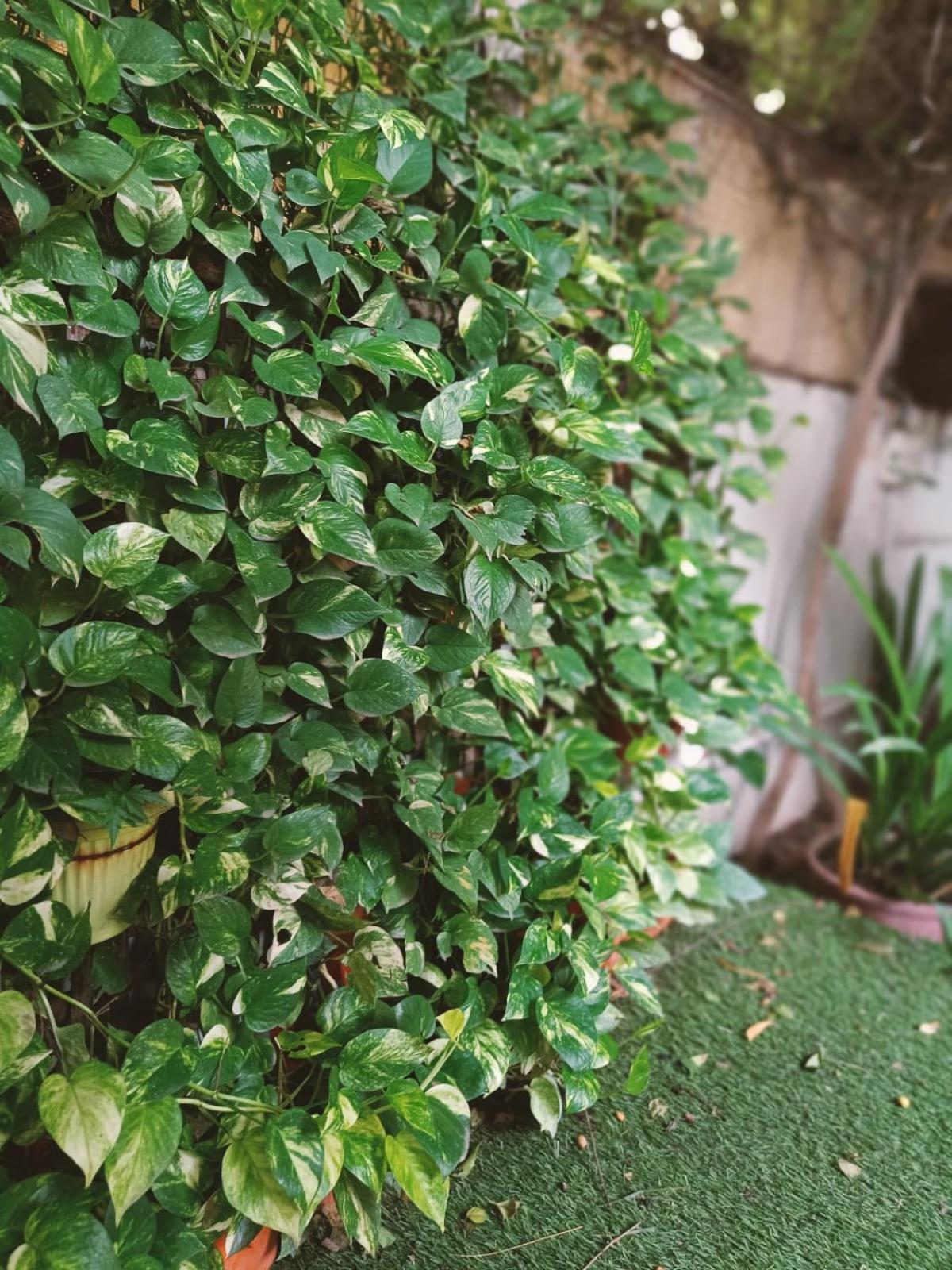 Srinekatan Heritage Homestay Ahmedabad