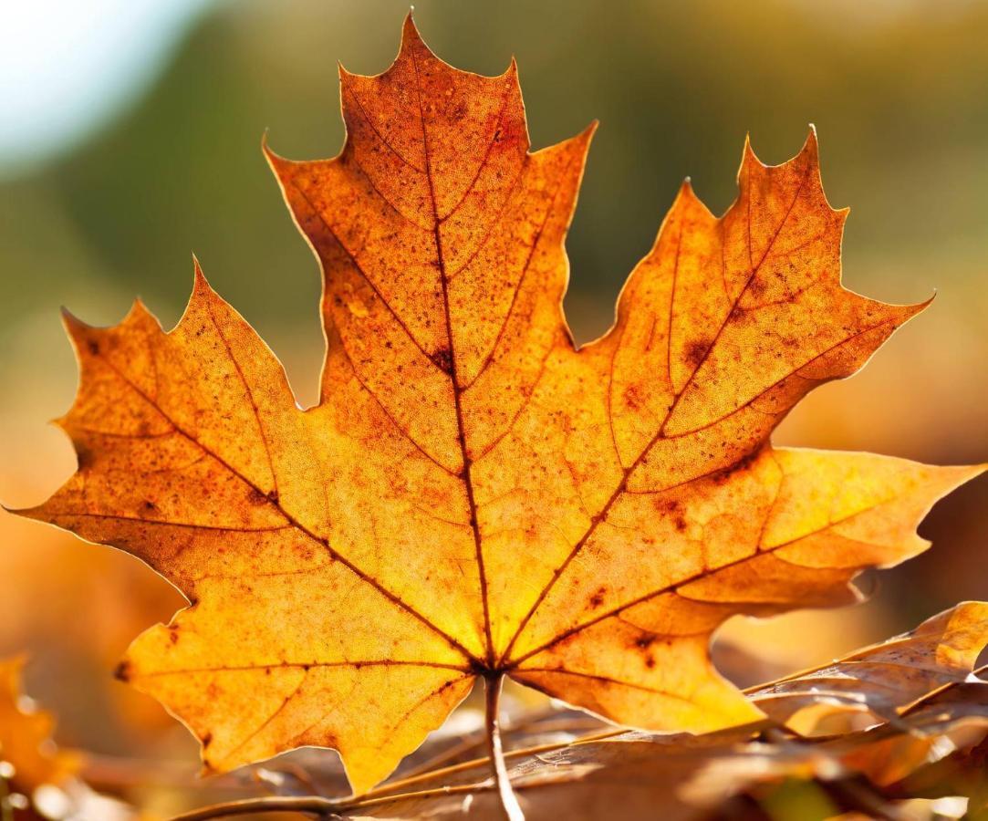 Maple