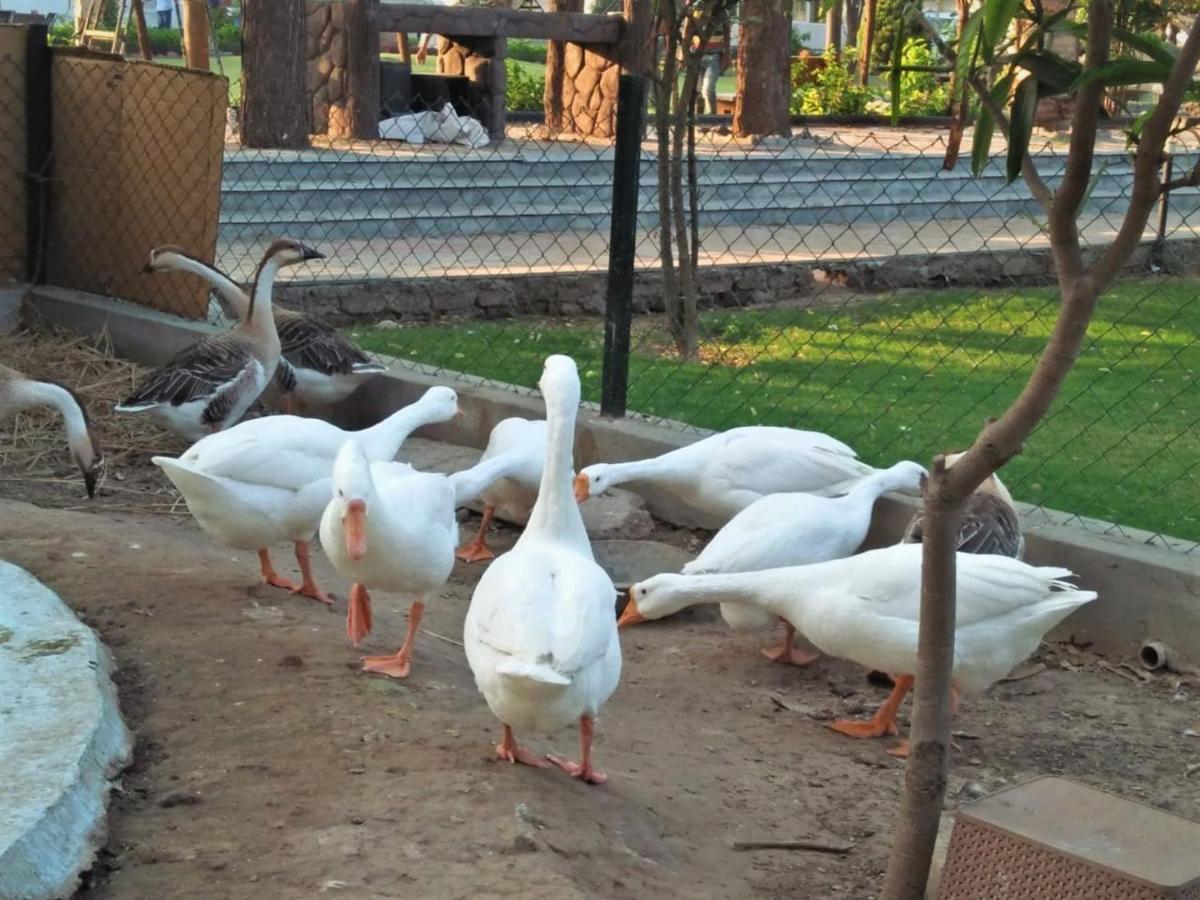Royal Club & Ahmedabad